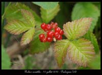 Rubus-saxatilis